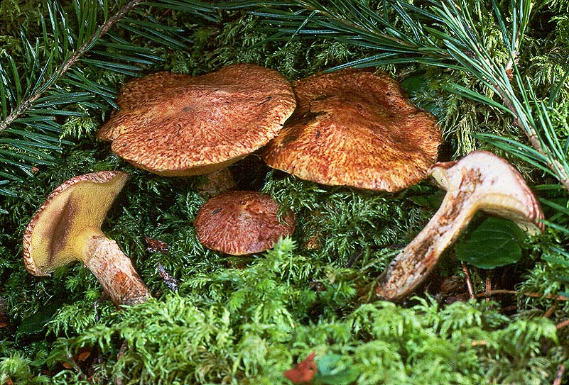 Suillus lakei